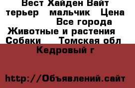 Вест Хайден Вайт терьер - мальчик › Цена ­ 35 000 - Все города Животные и растения » Собаки   . Томская обл.,Кедровый г.